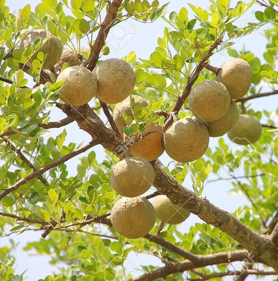 Wood Apple Fruit Seeds for Planting – Heirloom Non-GMO High Germination Organic Garden Seeds