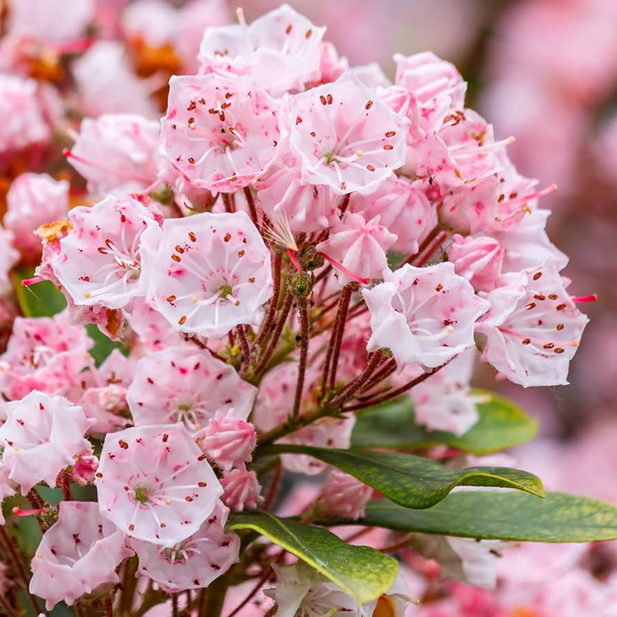 Mountain Laurel Flower Seeds
