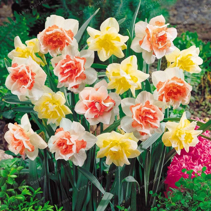 Jonquil Flower Seeds for Planting – Fragrant, Easy-to-Grow Spring Blooms