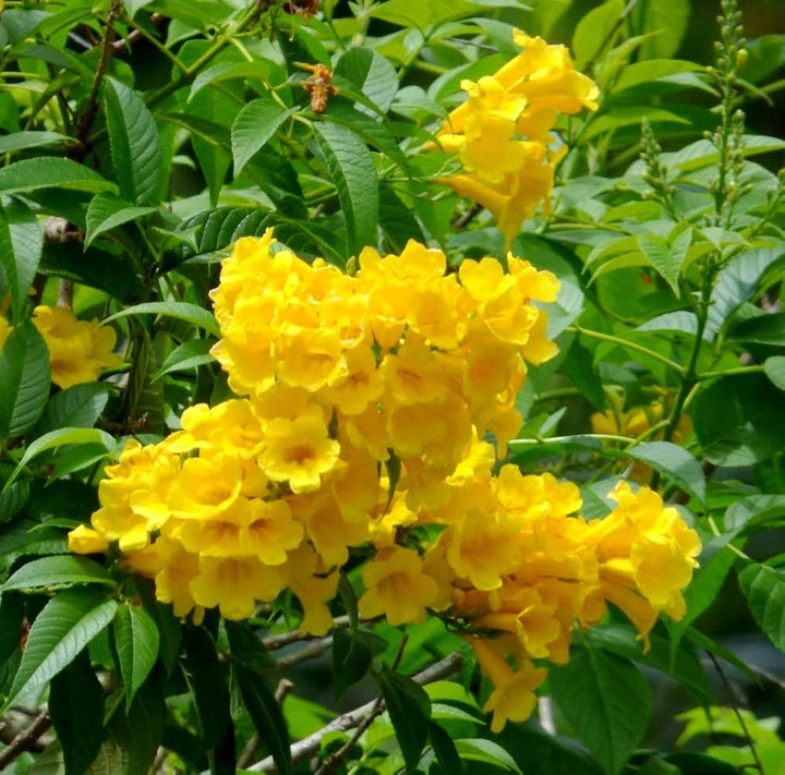 Yellow Alcea Ficifolia Flower Seeds for Planting – Vibrant, Hardy, Fast-Growing Blooms