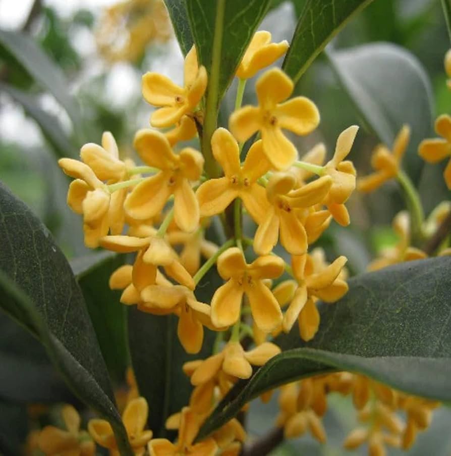 Yellow Osmanthus Flower Seeds for Planting – Heirloom, Non-GMO, High Germination Organic Garden Seeds