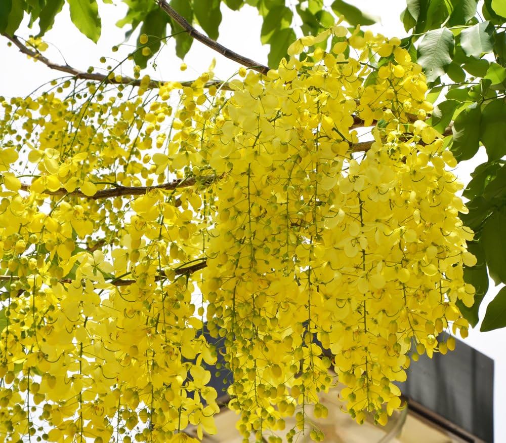Light Yellow Crape Myrtle Tree Seeds for Planting – Fast-Growing Ornamental Flowering Tree