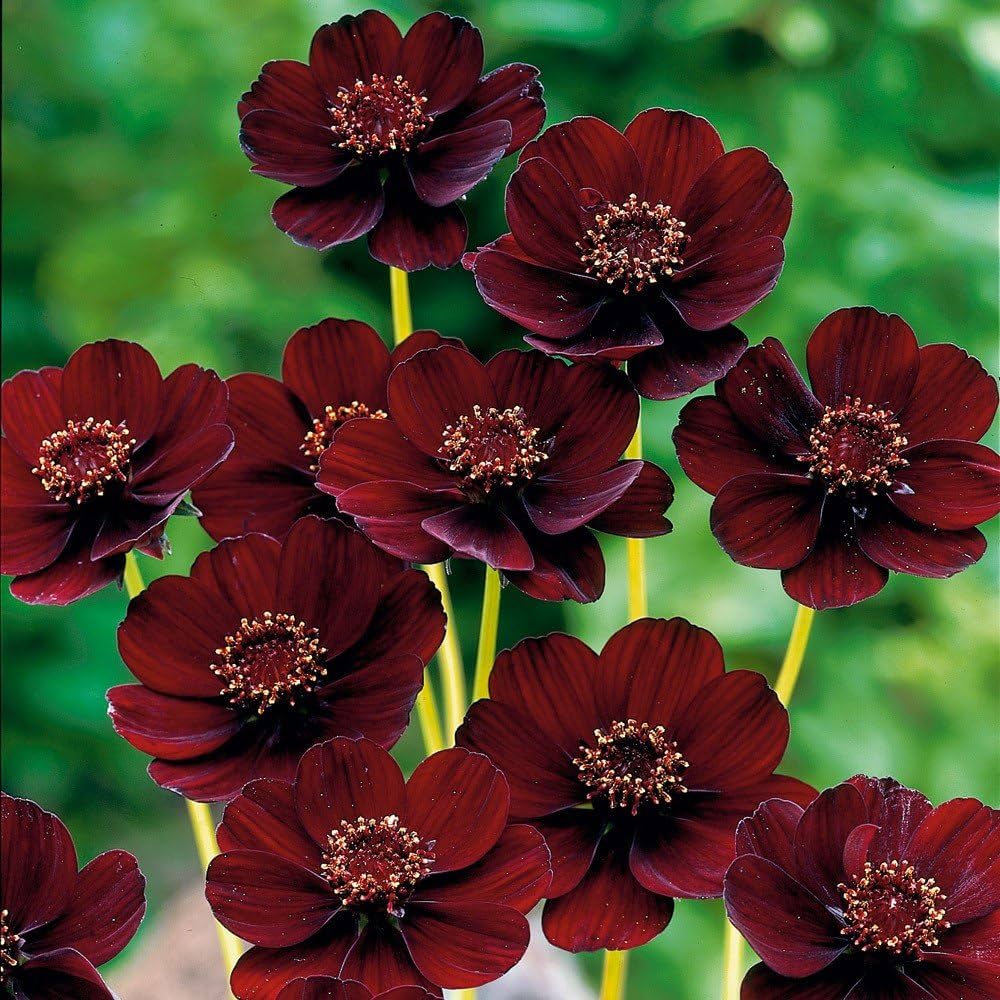 Chocolate Cosmos Flower Seeds for Planting – Heirloom, Non-GMO, High  Germination Organic Garden Seeds
