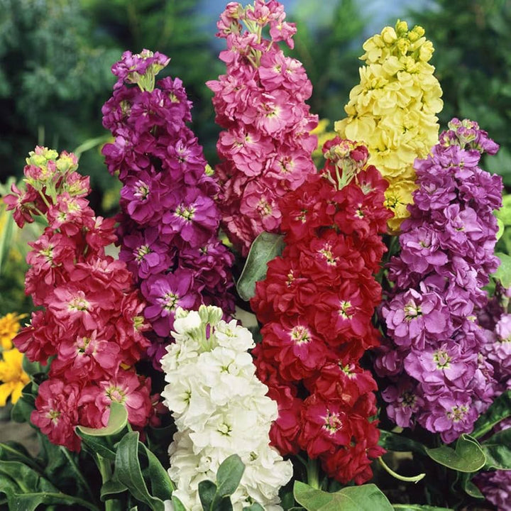 Matthiola Flower Seeds for Planting – Heirloom, Non-GMO, High Germination Organic Garden Seeds