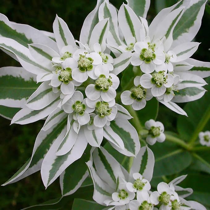 Heirloom White Green Euphorbia Marginata Flower Seeds for Planting, No   Neeraseeds