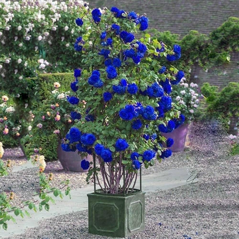 Blue Climbing Rose Flower Seeds – Heirloom Non-GMO High Germination Organic Garden Seeds for Trellis Planting