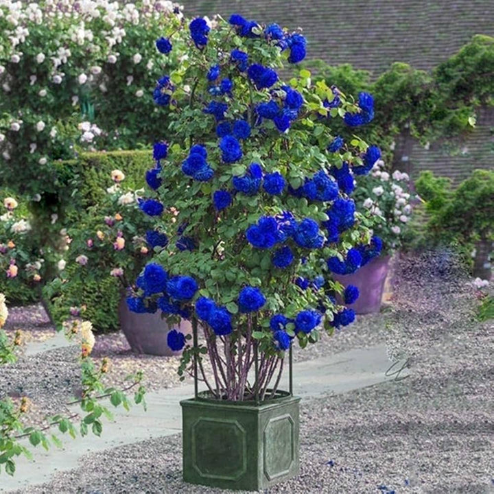 Blue Climbing Rose Flower Seeds – Heirloom Non-GMO High Germination Organic Garden Seeds for Trellis Planting