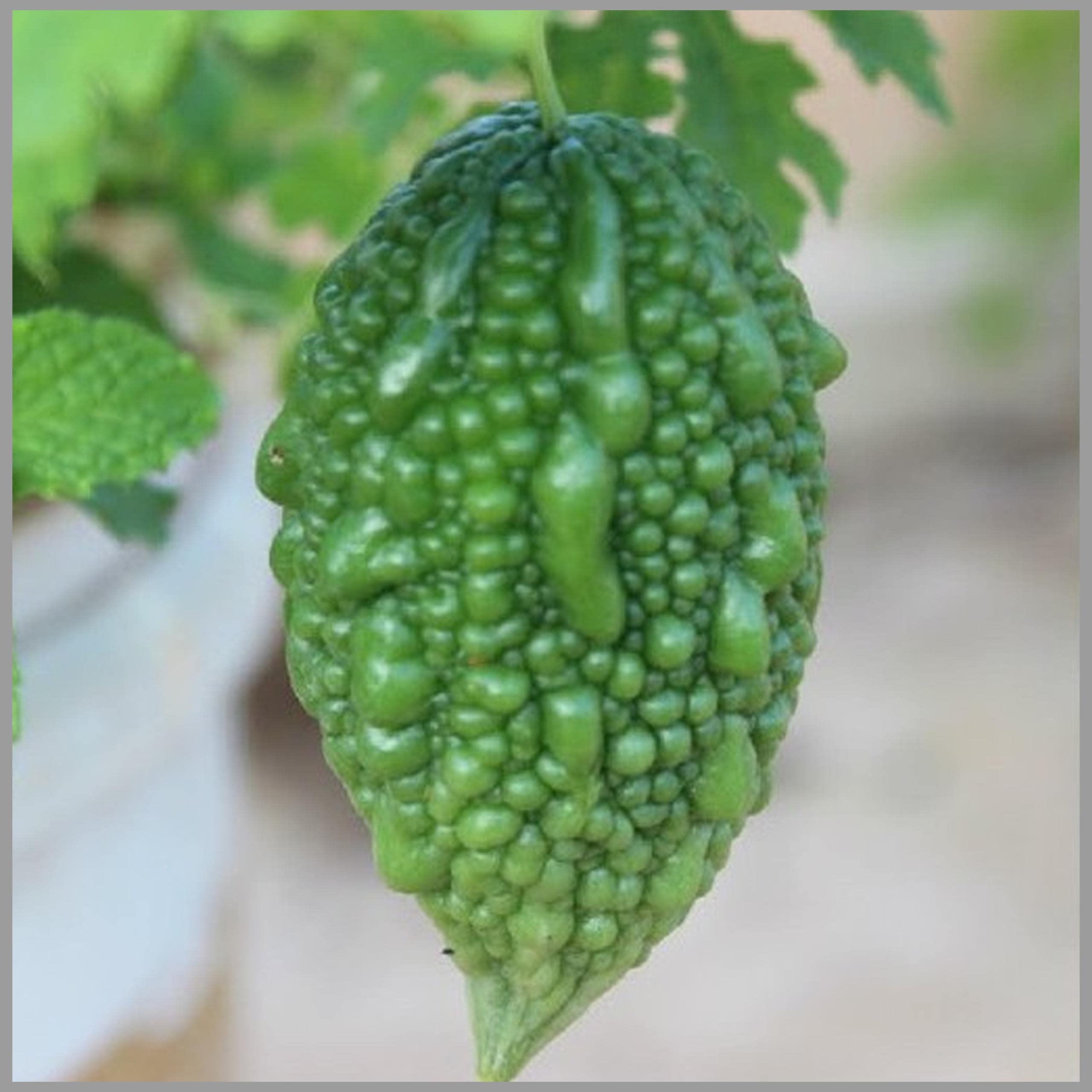 bitter gourd seeds for planting Short Bitter Gourd Seeds for Planting – Heirloom, Non-GMO Vegetable Seeds for Home Garden & Organic Farming 1500 pcs