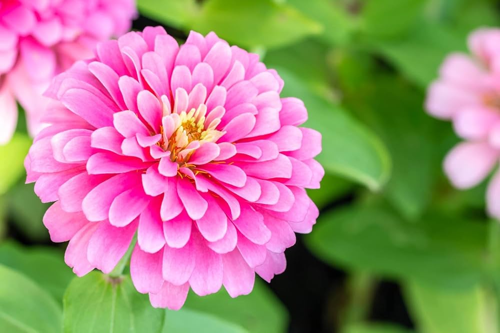 Light Pink Zinnia Flower Seeds for Planting – Heirloom, Non-GMO, High Germination Organic Garden Seeds