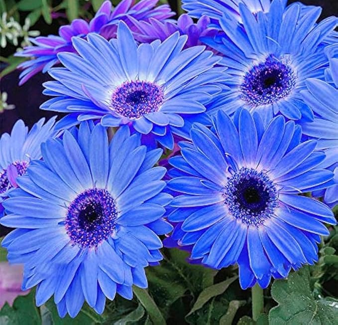 Blue Gerbera Daisy Flower Seeds for Planting – Heirloom Non-GMO Organic Garden Seeds with High Germination