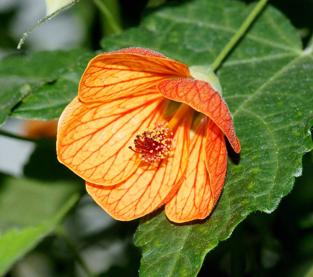 Yellow Red Abutilon Flower Seeds for Planting – Heirloom Non-GMO High Germination Organic Garden Seeds