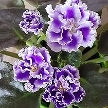 White Purple Brazilian Gloxinia Flower Seeds – Heirloom Non-GMO Seeds for Planting, High Germination Organic Garden Seeds