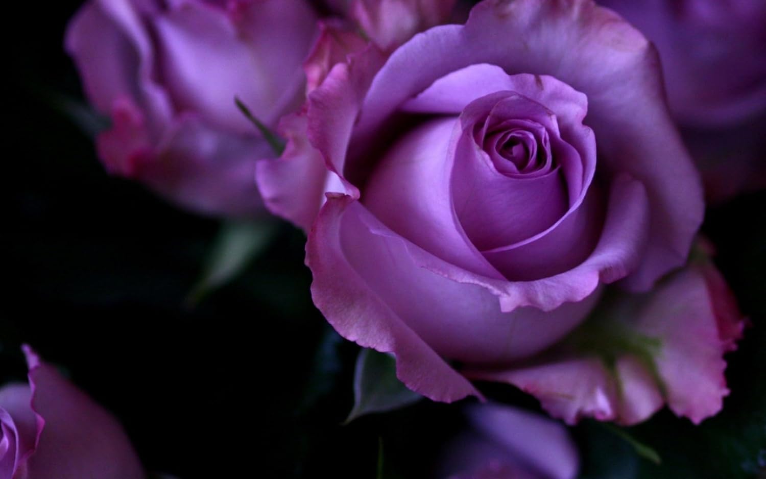 violet carson rose seeds Violet Rose Seeds – Heirloom, Non-GMO – Neeraseeds