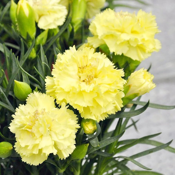 Yellow Carnation Flower Seeds for Planting – Heirloom, Non-GMO, High Germination Organic Garden Seeds