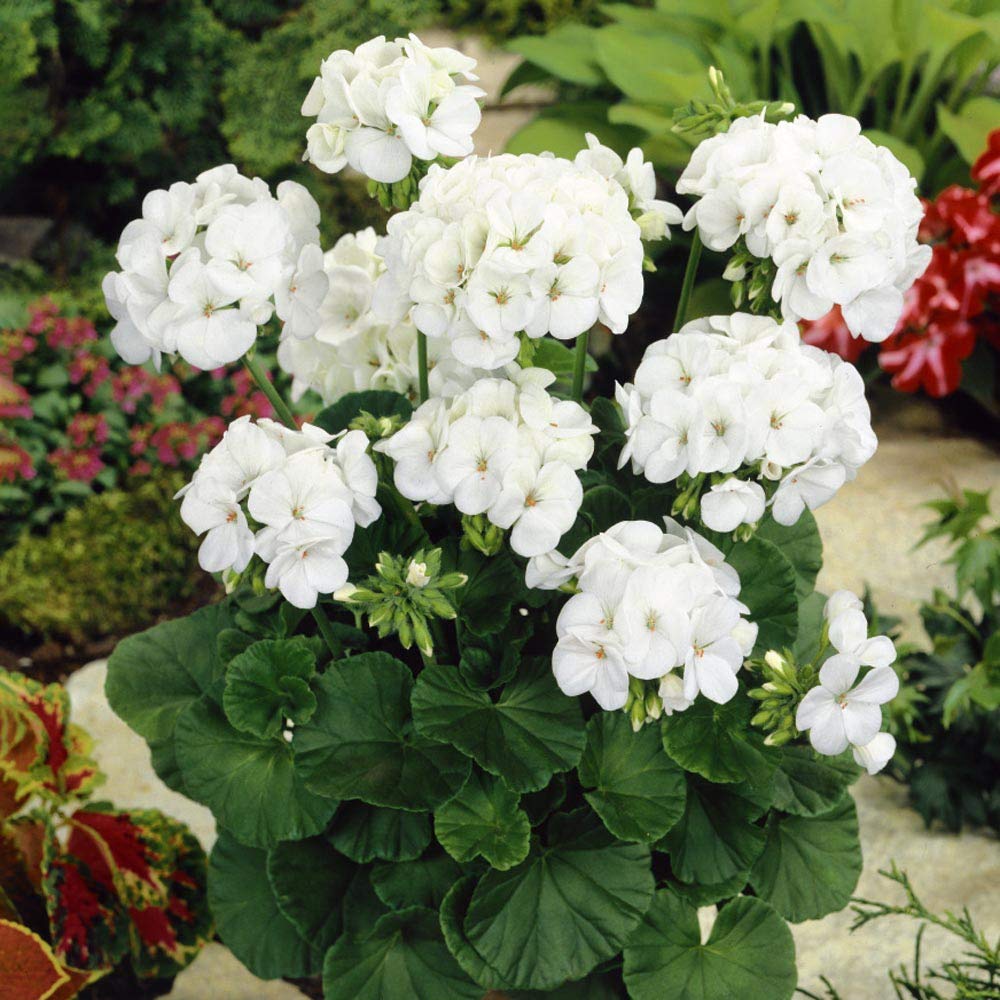 White Geranium Flower Seeds for Planting – Heirloom, Non-GMO, High Germination Organic Garden & Container Seeds