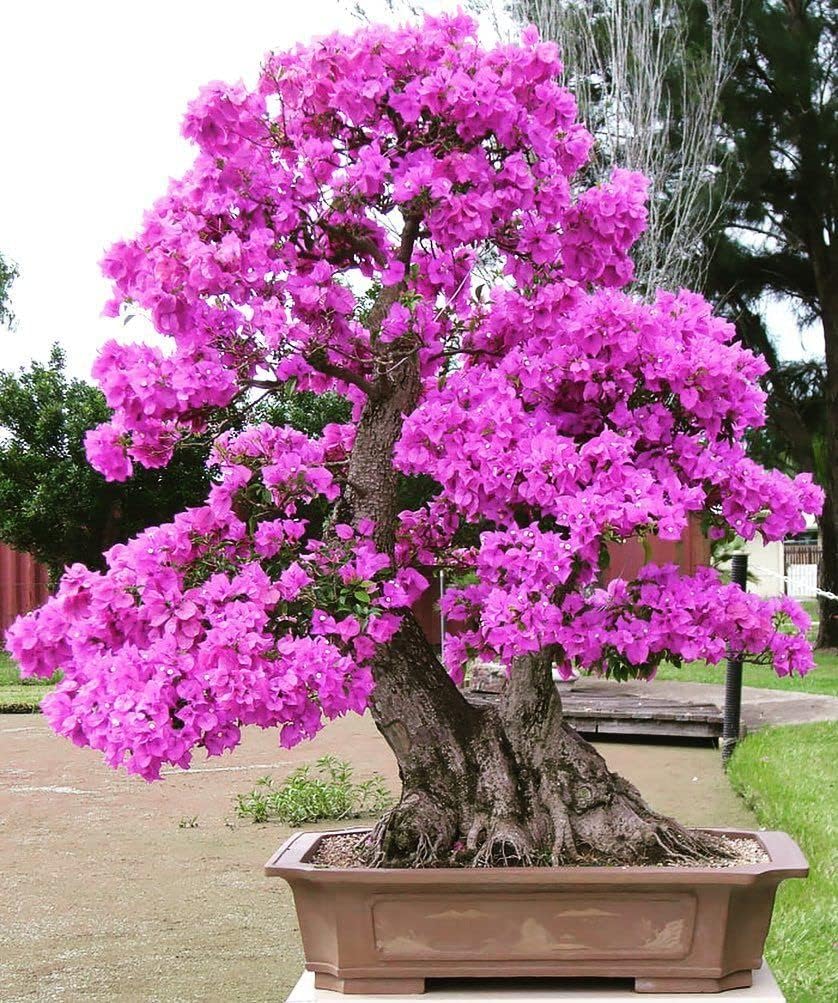 Heirloom Bonsai Tree Seeds – Non-GMO Mini Trees – Neeraseeds