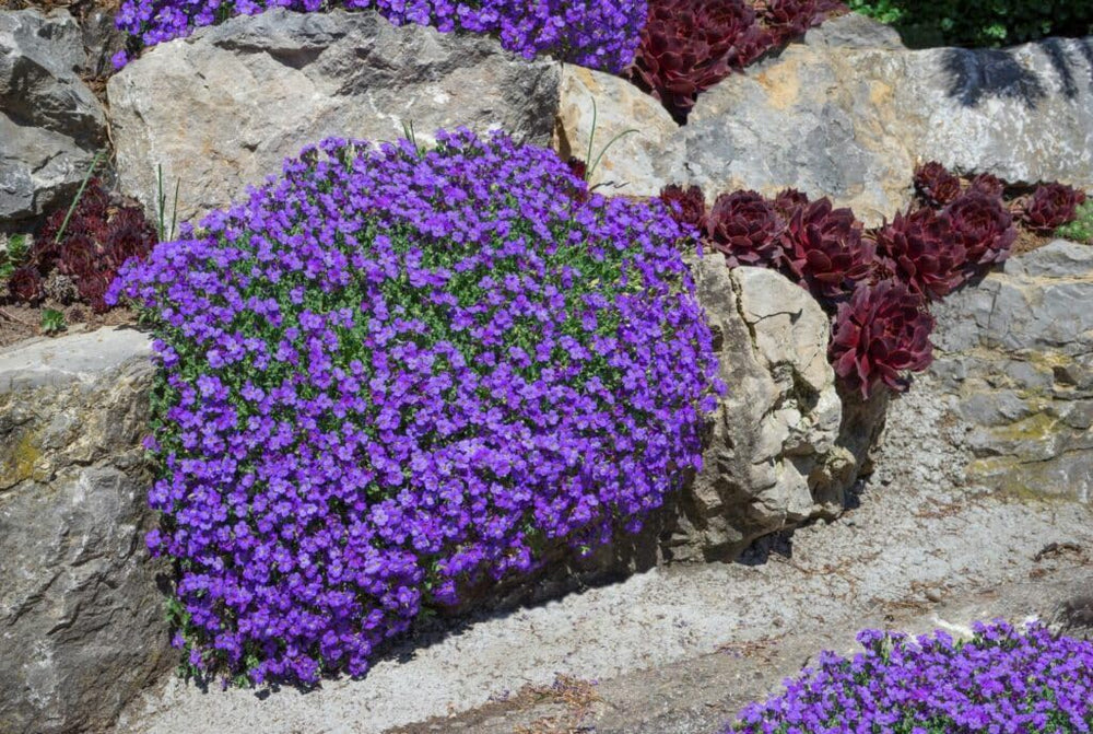 Flower Seeds, Seeds for Planting, Plant Seeds