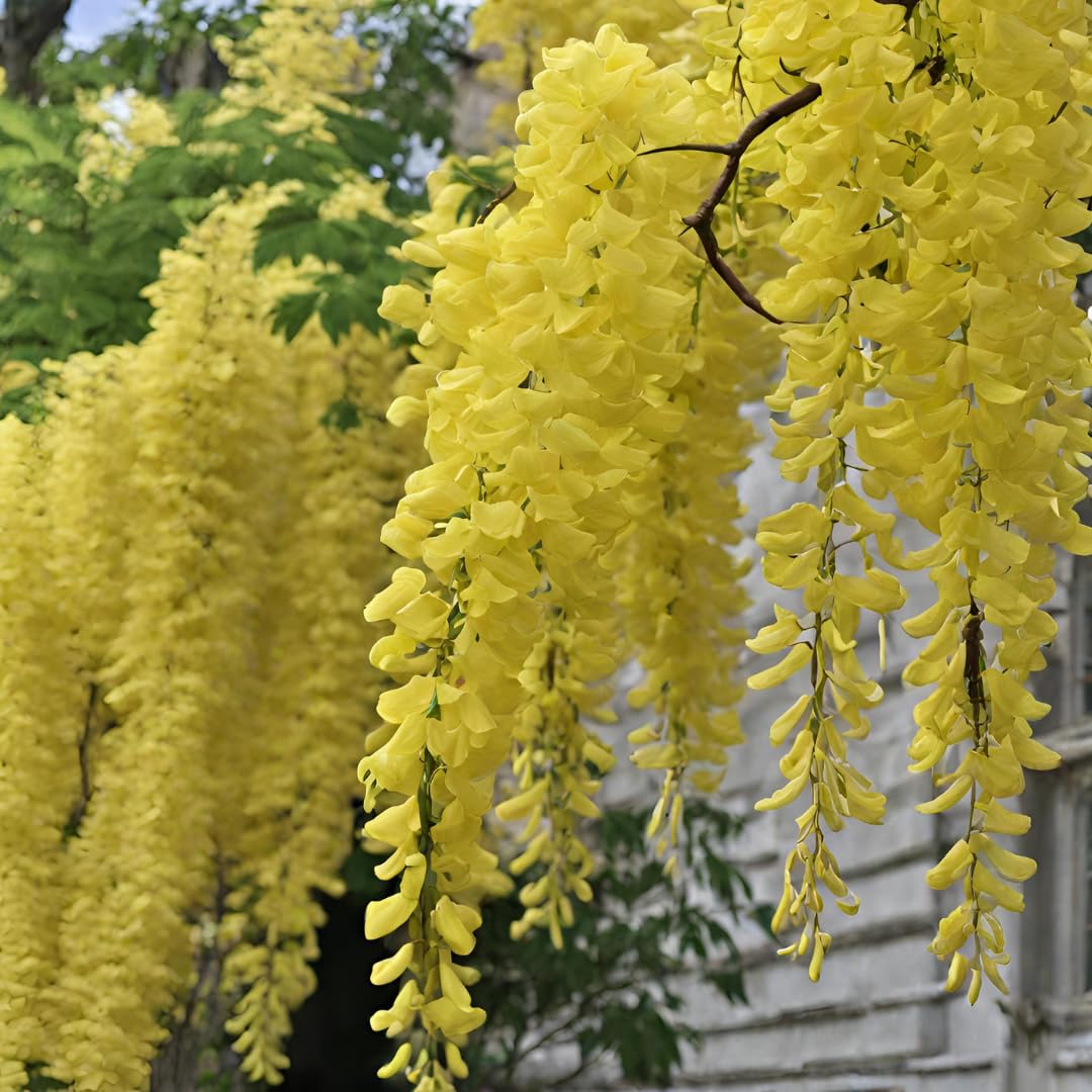 Yellow Jacaranda Flower Seeds – Heirloom Non-GMO Seeds for Garden Planting