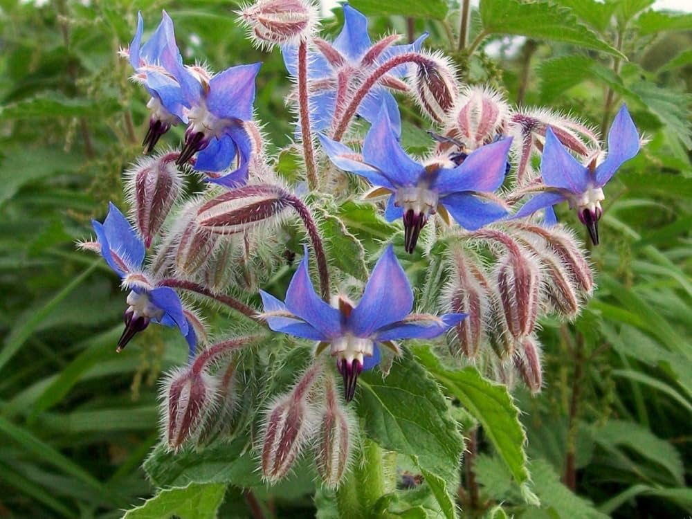 Borago Flower Seeds Mixed for Planting – Vibrant Edible Blooms for Garden & Kitchen