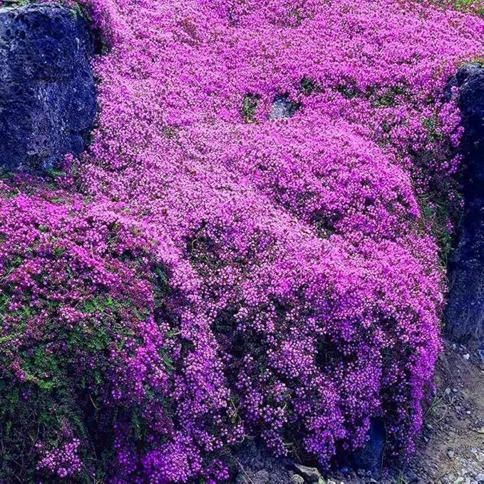 Purple Creeping Thyme Flower Seeds – Heirloom, Non-GMO, Fragrant Ground Cover for Garden Planting