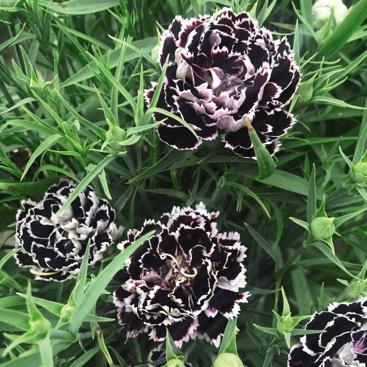 Black White Carnation Flower Seeds for Planting – Heirloom, Non-GMO, High Germination Organic Garden Seeds