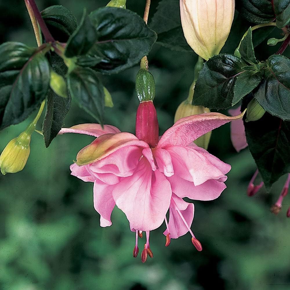 fuchsia flower seeds for sale Heirloom Fuchsia flower seeds – non‑GMO trailing plant seeds