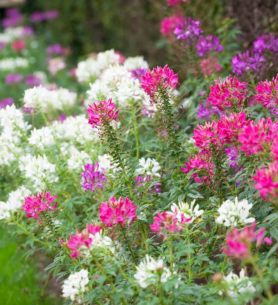 planting cleome seeds from previous year Cleome Cleome Hassleriana Flower For Planting Flower Seeds for Decorative  Organic Garden – Neeraseeds