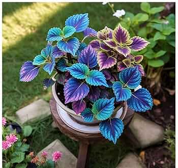 Blue Mini Coleus Plant Seeds – Heirloom Non-GMO Organic Garden Seeds for Planting, High Germination Vibrant Foliage