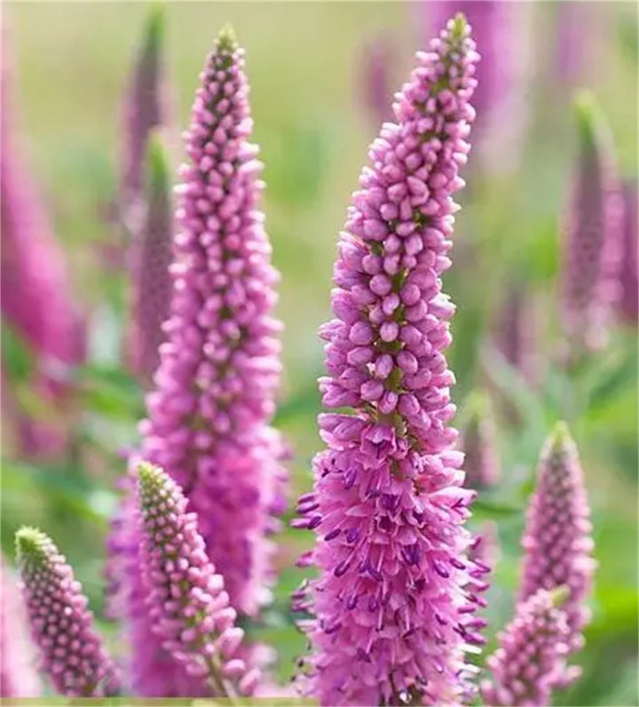Pink Veronica Flower Seeds for Planting – Heirloom, Non-GMO, Organic Garden Seeds, High Germination