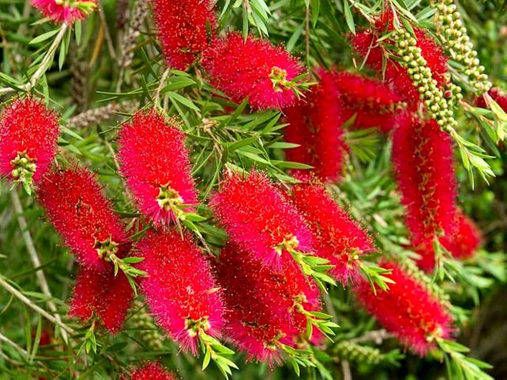 Pink Melaleuca Flower Seeds for Planting – Unique Fragrant Blooms