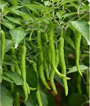 Bullet Chilli Vegetable Seeds for Planting – Heirloom Non-GMO, Organic Garden Seeds with High Germination