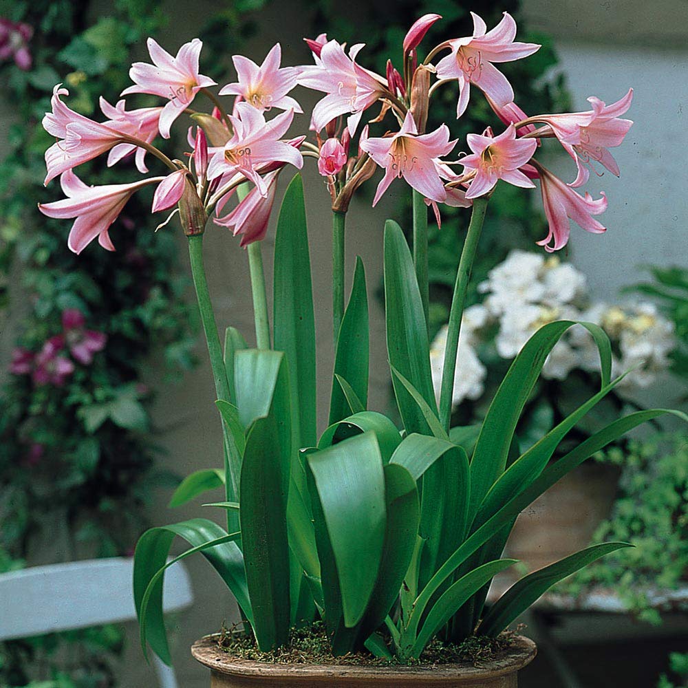 Mixed Crinum Flower Seeds for Planting – Heirloom, Non-GMO, High Germination Organic Garden Seeds
