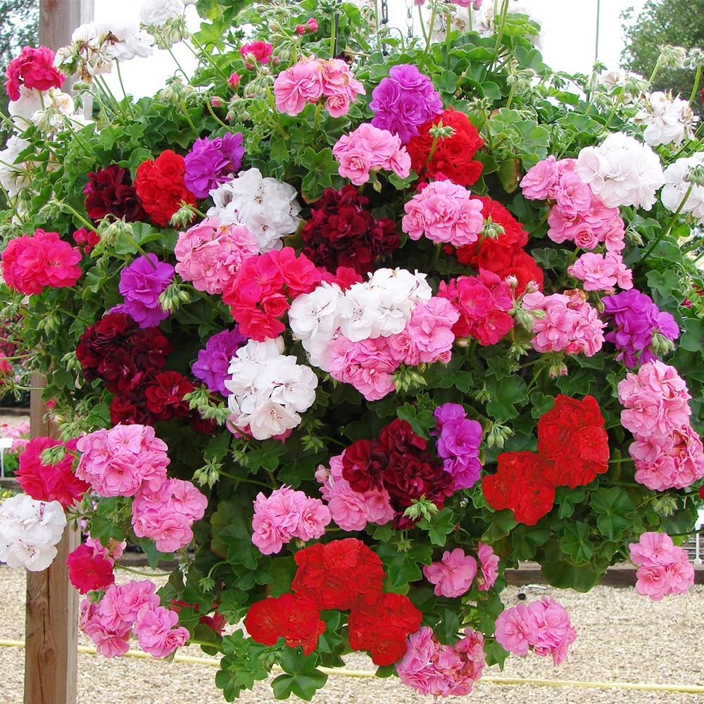 climbing geranium seeds Climbing Geranium Mixed Colour Seeds for Planting – Heirloom, Non-GMO, High Germination Organic Garden Seeds