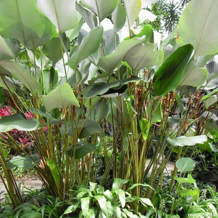 Calathea Lutea Mexican Cigar Plant Seeds for Planting – Heirloom, Non-GMO, High Germination Tropical Ornamental Foliage Seeds