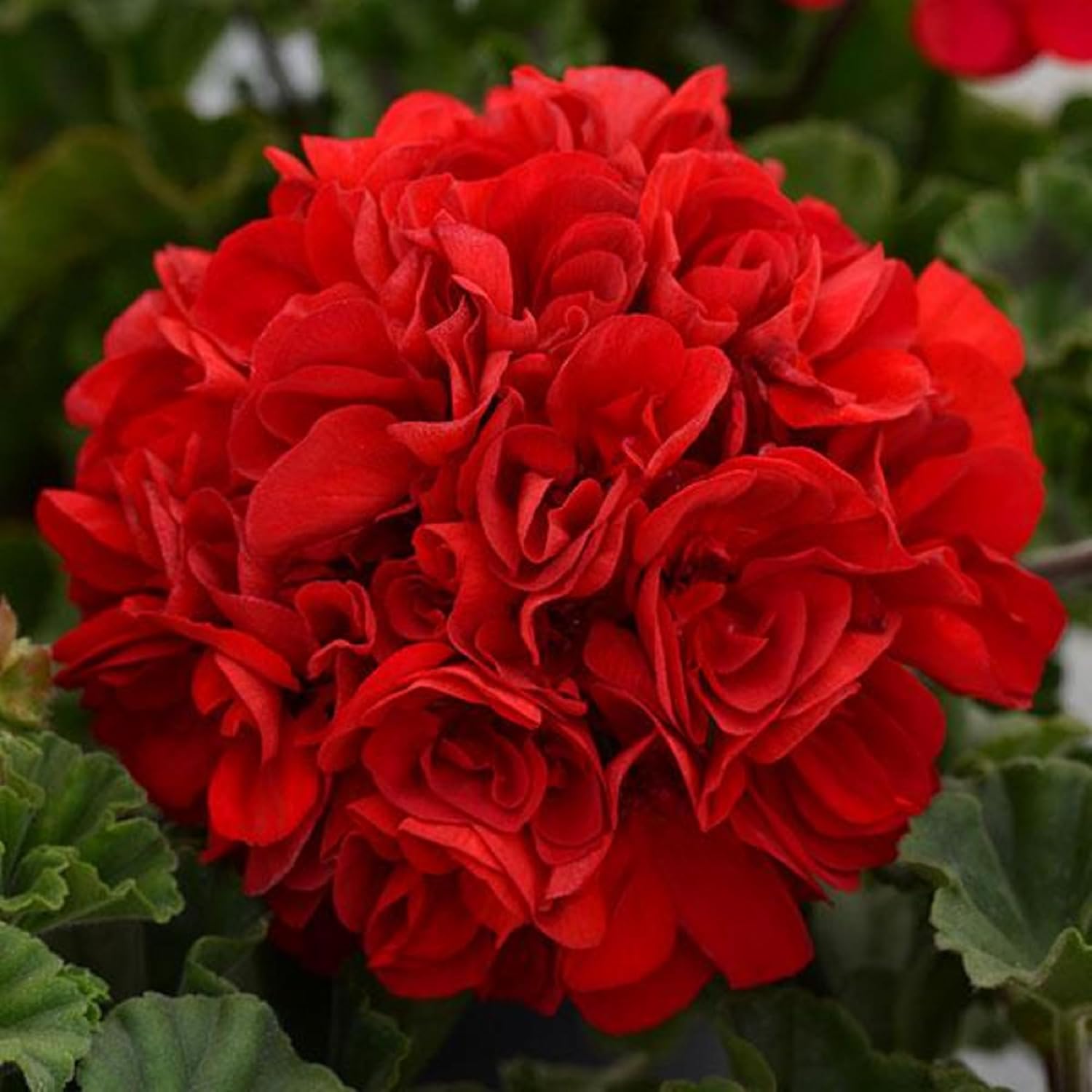 red seed geranium Red Geranium Flower Seeds for Planting – Heirloom & Non-GMO Vibrant Blooms for Beds, Borders, and Containers 2000 pcs