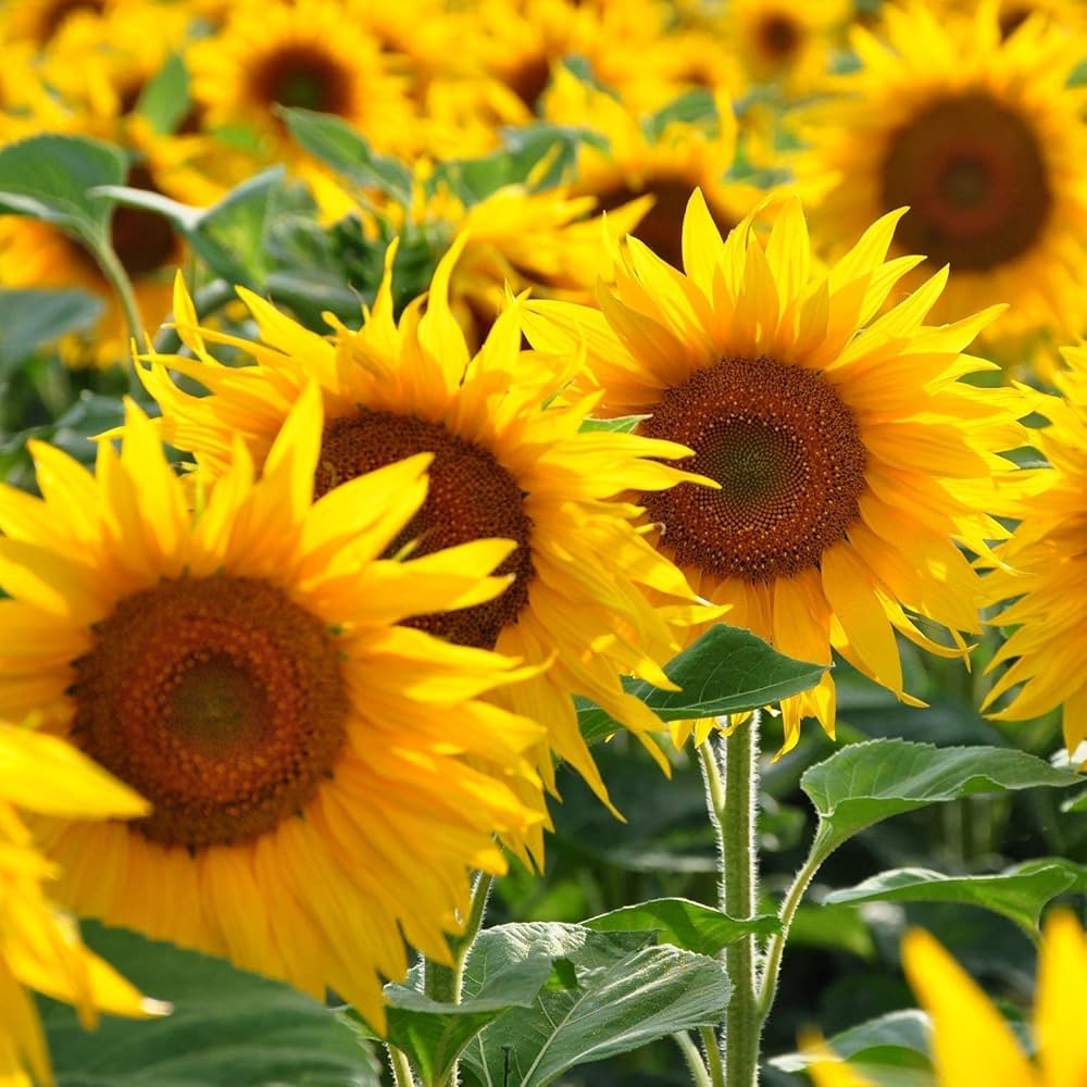 Yellow & Red Sunflower Heirloom Non-GMO Seeds for Planting – High Germination Organic Garden Seeds for Bold Blooms