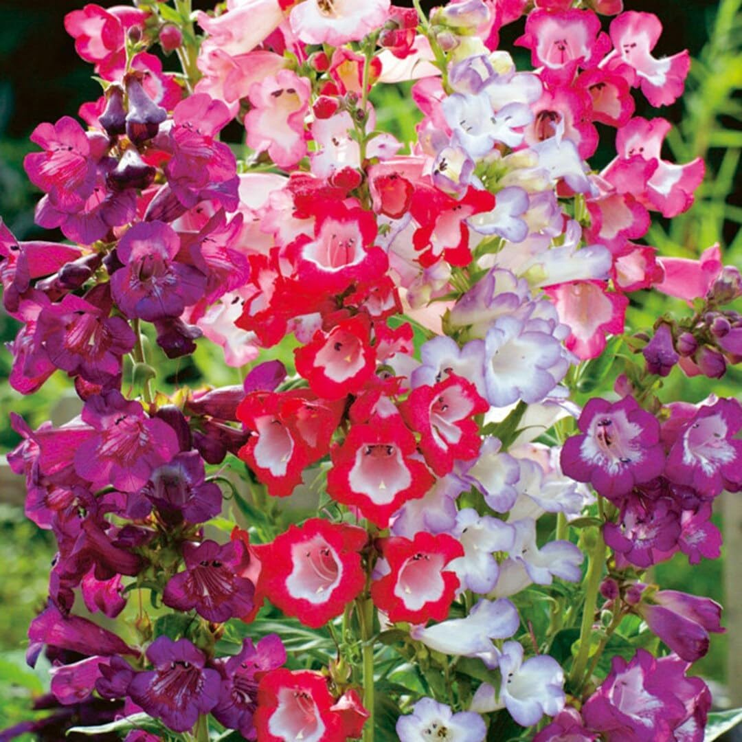 planting penstemon seeds Heirloom Penstemon Flower Seeds for Garden Planting – Non-GMO, Humming – Neeraseeds