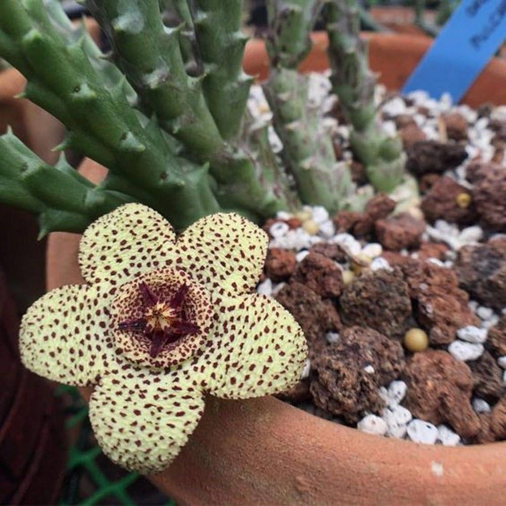 Yellow Stapelia Flower Seeds for Planting – Heirloom Non-GMO Succulent Plant Seeds, High Germination