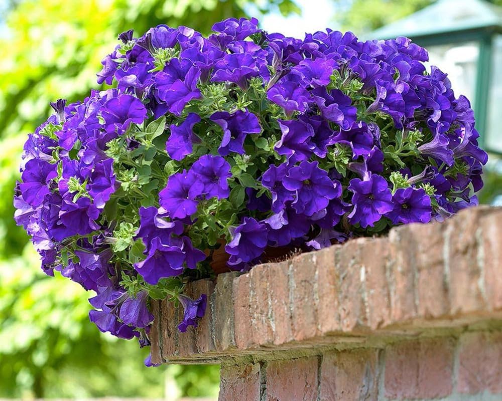 Blue Double Petunia Flower Seeds for Planting – Heirloom Non-GMO | High Germination Organic Garden Seeds