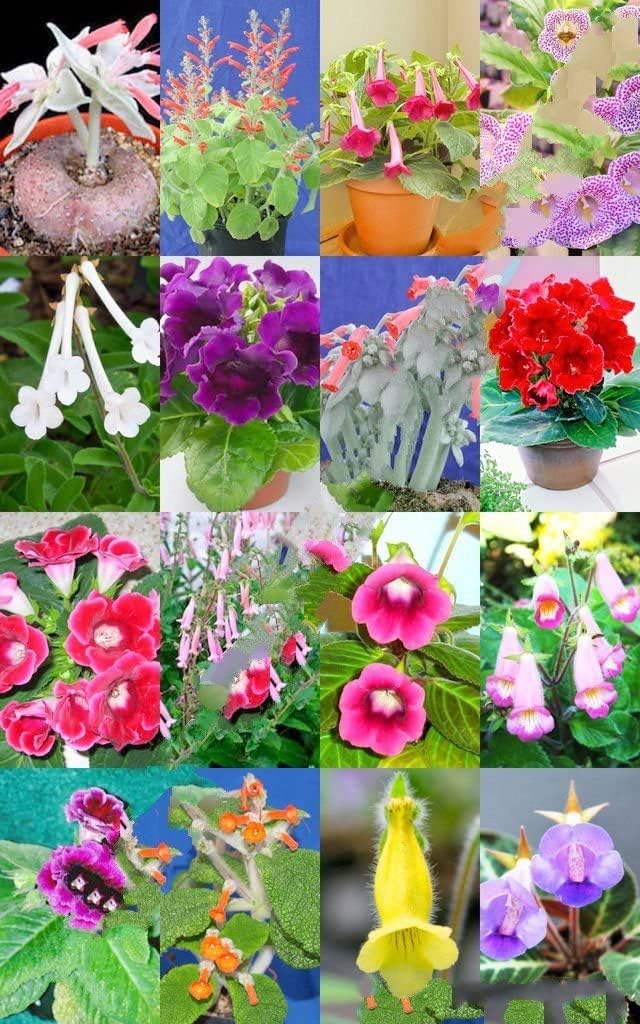 multi flower seeds Multi-Color Mini Violet Flower Seeds for Planting – Heirloom Non-GMO High Germination Organic Garden Seeds