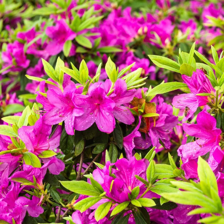 Azalea Flower Seeds Pink & Green for Planting – Heirloom Non-GMO High Germination Organic Garden Seeds