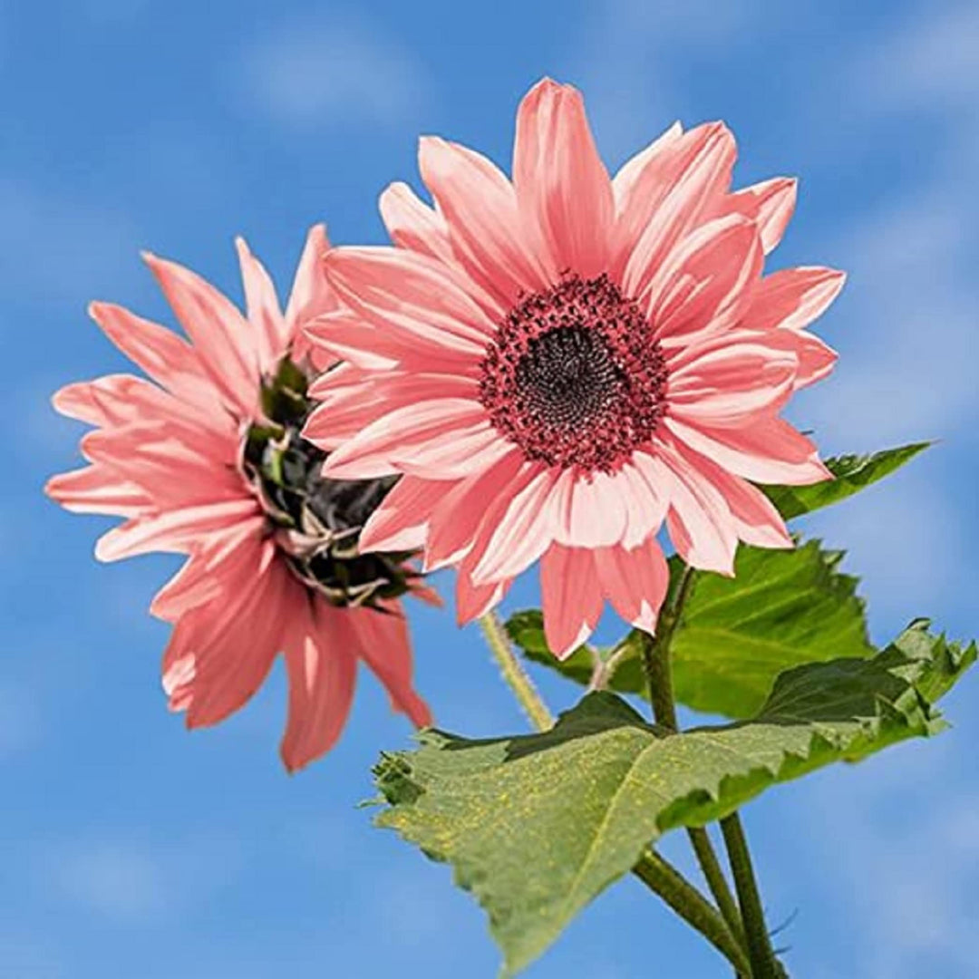 Baby Pink Sunflower Seeds for Planting - Heirloom Non-GMO High Germination Organic Garden Seeds