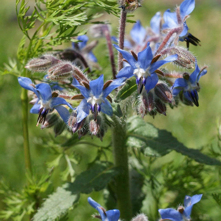 Borago Flower Seeds Mixed for Planting – Vibrant Edible Blooms for Garden & Kitchen