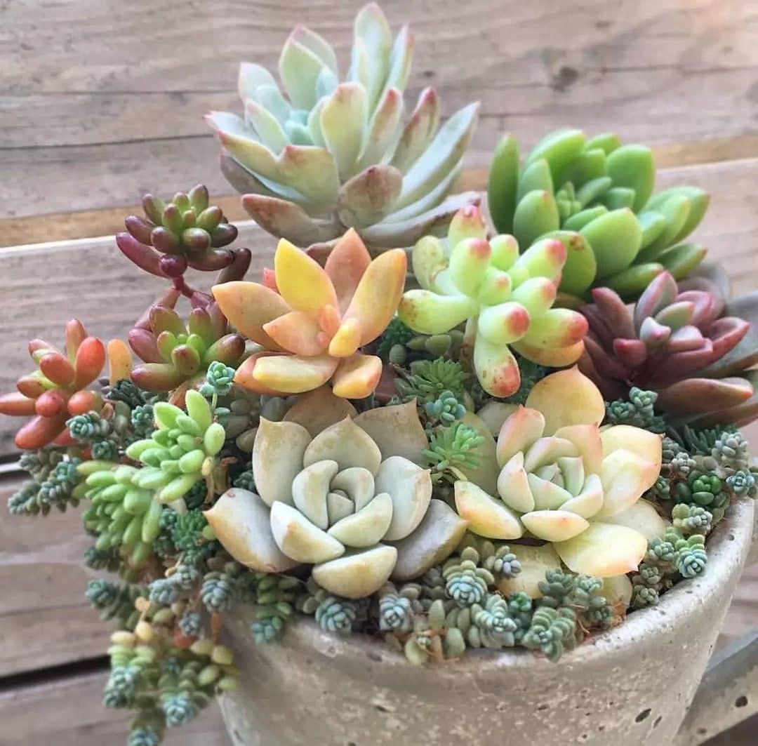 Yellow Red Heirloom Echeveria Plant Seeds – Non-GMO High Germination Seeds for Planting & Decorative Rosette Succulents