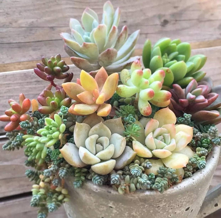 Yellow Red Heirloom Echeveria Plant Seeds – Non-GMO High Germination Seeds for Planting & Decorative Rosette Succulents