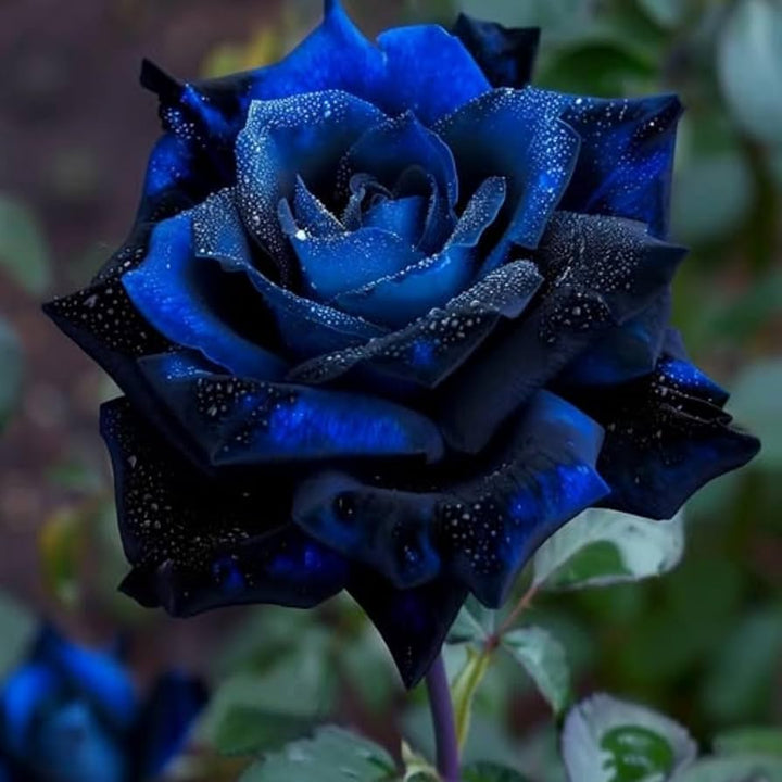 Blue Gray Rose Flower Seeds for Planting – Heirloom, Non-GMO Seeds