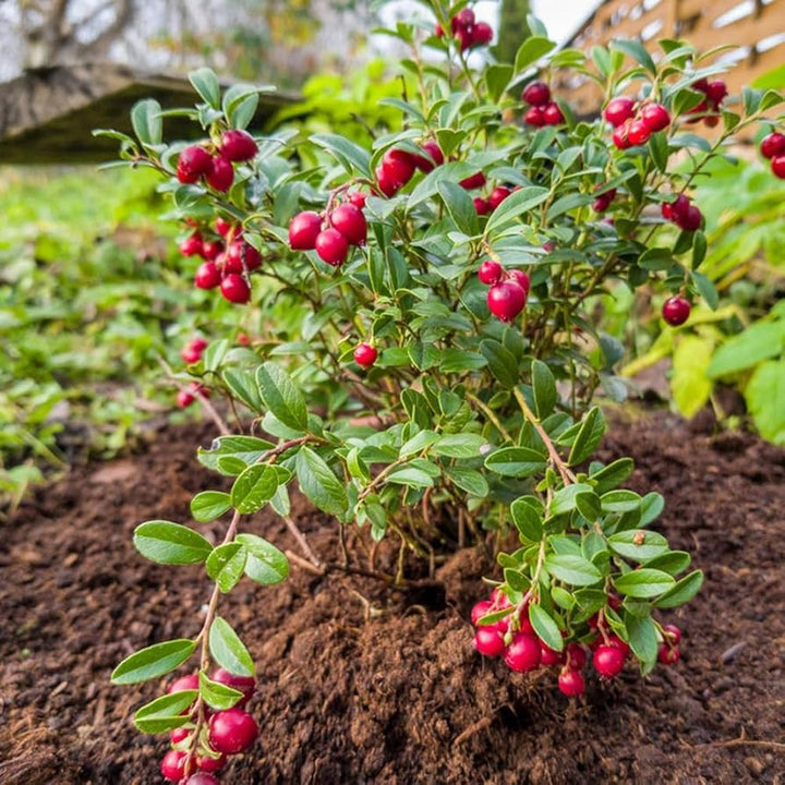 Cranberry Seeds (Vaccinium Macrocarpon) – Compact Bonsai Berry Plant for Indoor Growing