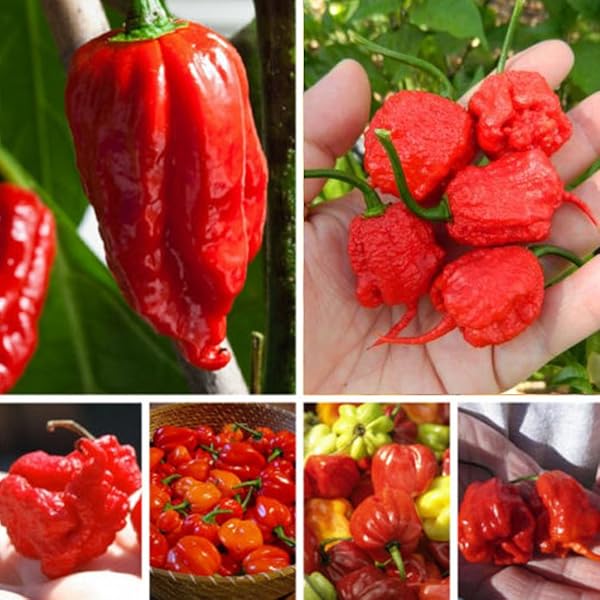 Butch T Scorpion Pepper Seeds for Planting – Heirloom, Non-GMO, High Germination, Organic Garden Seeds