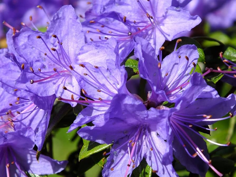 azalea flower seeds for sale Purple Azaleas Flower Seeds for Planting