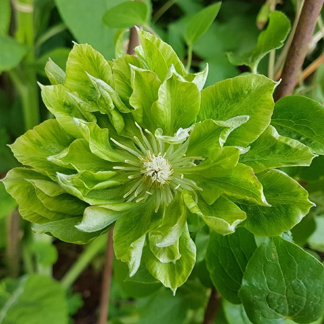 Heirloom Non-GMO Green Clematis Flower Seeds – High Germination Organic  Garden Seeds for Climbing Vine Planting